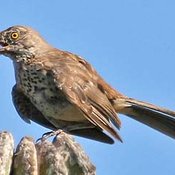 Gray Thrasher